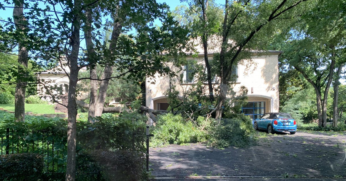 tree damage after storm in Texas