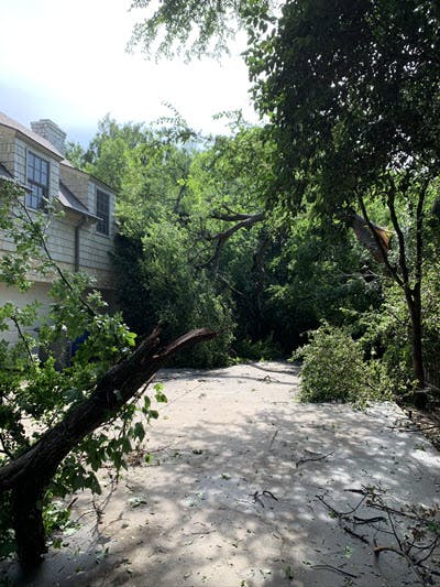 texas trees down after storm