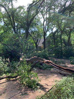 homewatch inspector found big trees fallen down in driveway