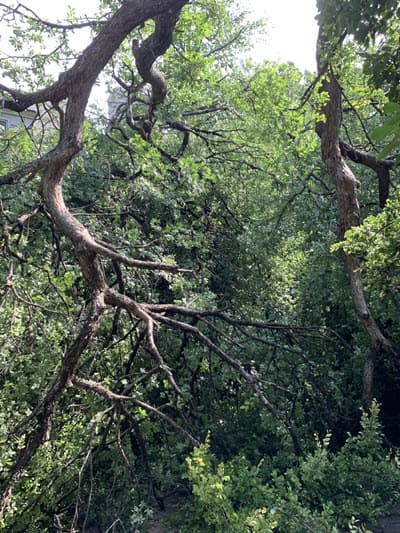 tree broken limbs