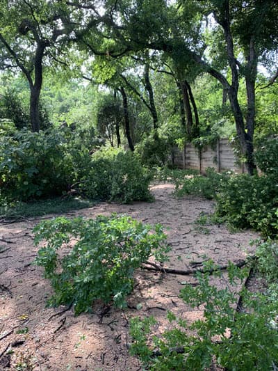 trees after storm