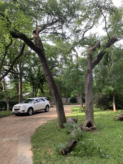 trees at dallas home