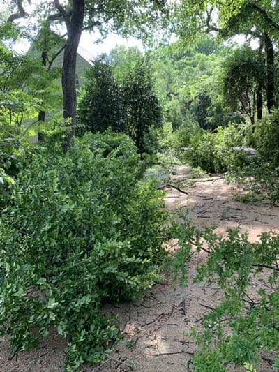 trees down dallas