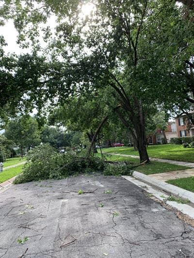 trees in street dallas