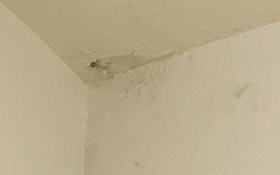 homewatch inspection found mold and mildew damage